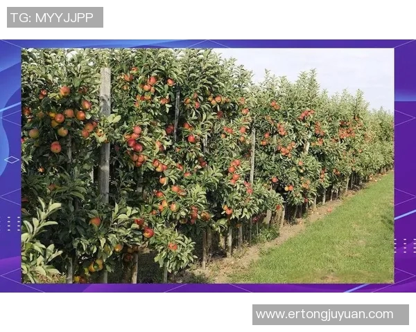 深入分析杭州排球队的进攻战术与策略演变之路